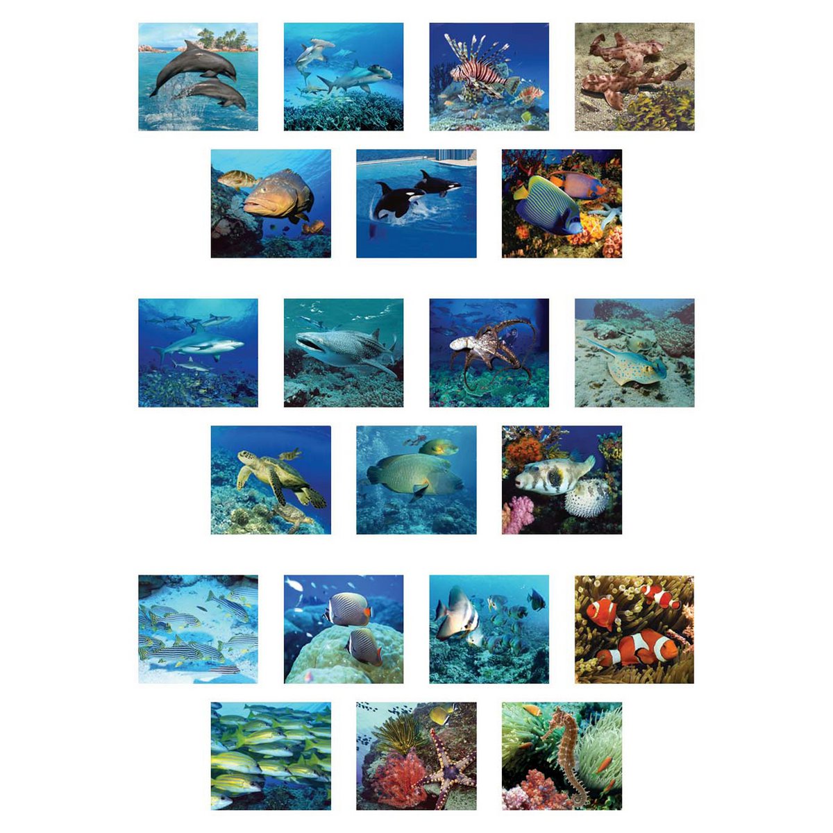 3D Viewer - Sea Animals
