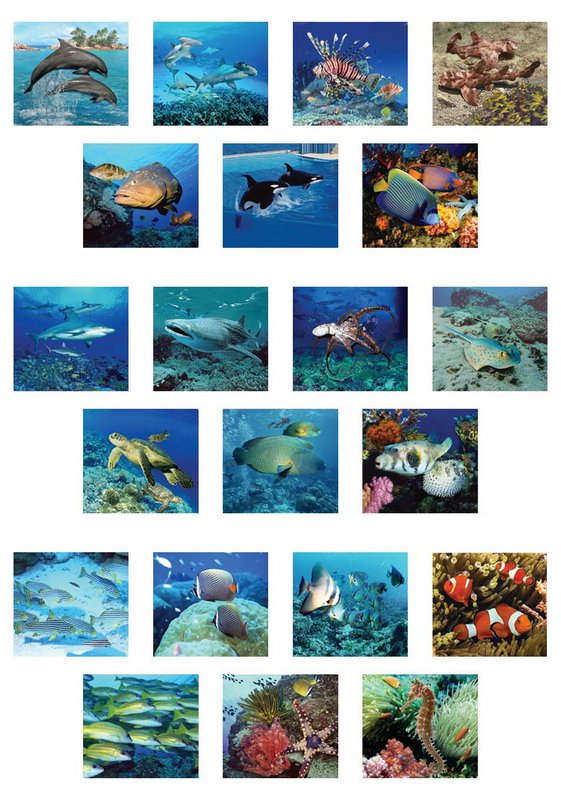 Visor 3D - Animales marinos