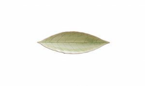 Lorbeerblatt 18 cm Riviera vert Frais