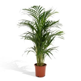 Tall, lush green Areca palm plant with feathery fronds in a terracotta pot.