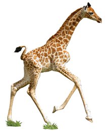 I Am Lil' - Giraf