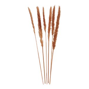 Pampasgras Braun 6er set, 75 cm