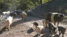 🇬🇧 Panceta de cerdo negro salvaje de Umbría - salami artesanal sazonado