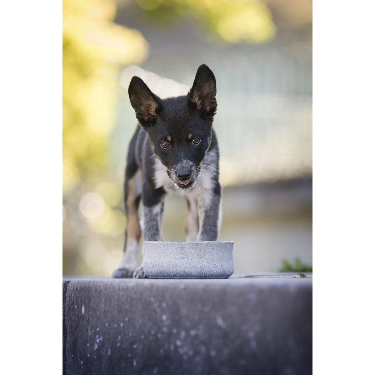 ROCKY - elegante ciotola per cani e gatti