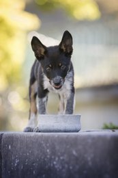 ROCKY - elegant skål til hunde og katte