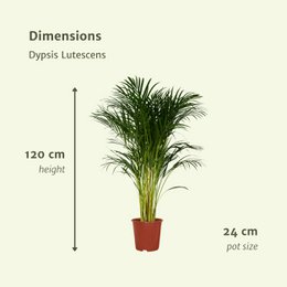 Dypsis Lutescens - Palmier Areca - Ø24cm - ↕120cm