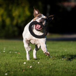Ringo Ring - juguete de culto para perros