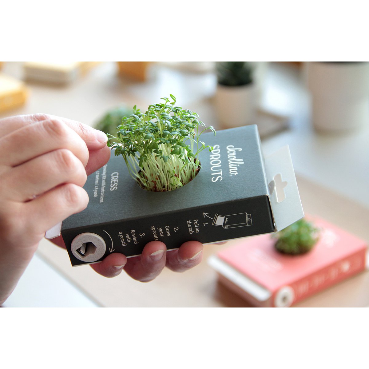 Wachsender Kit mit Aktivitäten - Scrollino -Cress Sprossen
