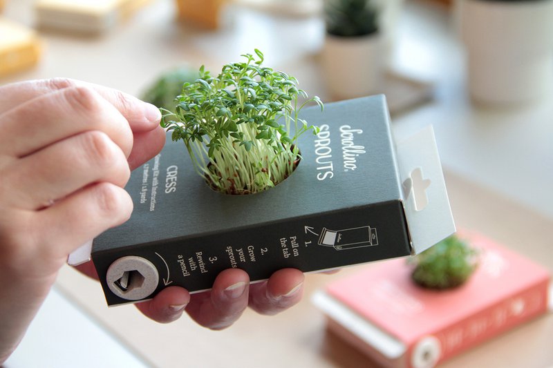 Growing Kit with Activities - Scrollino Cress Sprouts