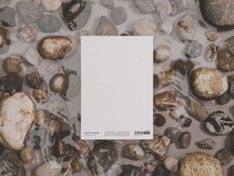 Whales & Dolphins | postcard