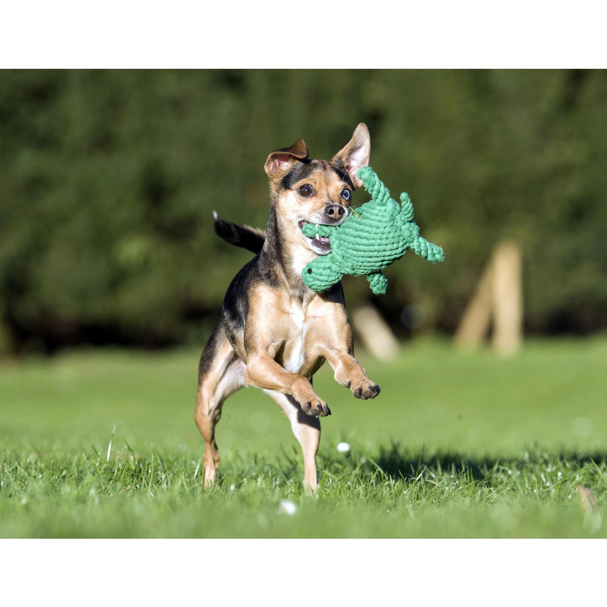 Tina Turtle - giocattolo cult per cani