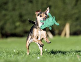 Tina Turtle - kultlegetøj til hunde