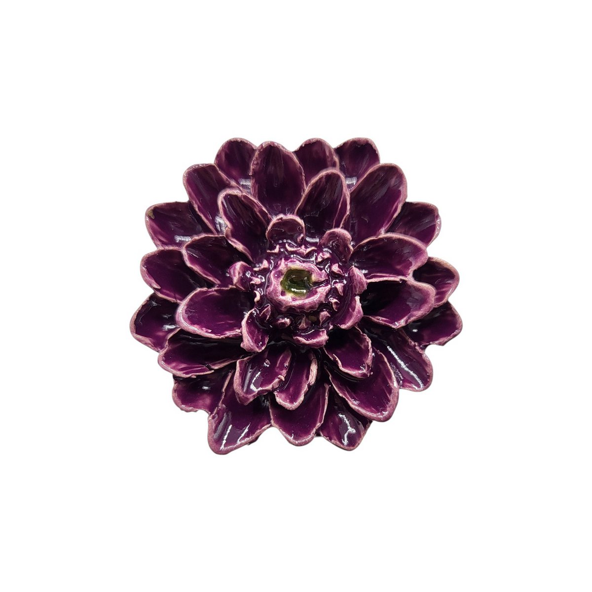 Dahlia purple