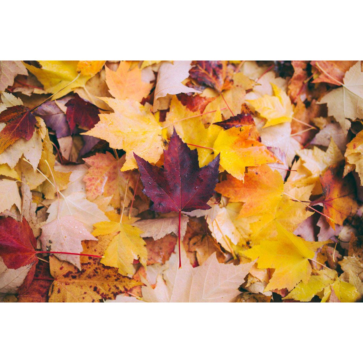 Herfstzon - Geurwolkje® Blend - 100% Etherische Olie - 5 ML - Adviesprijs €9,95