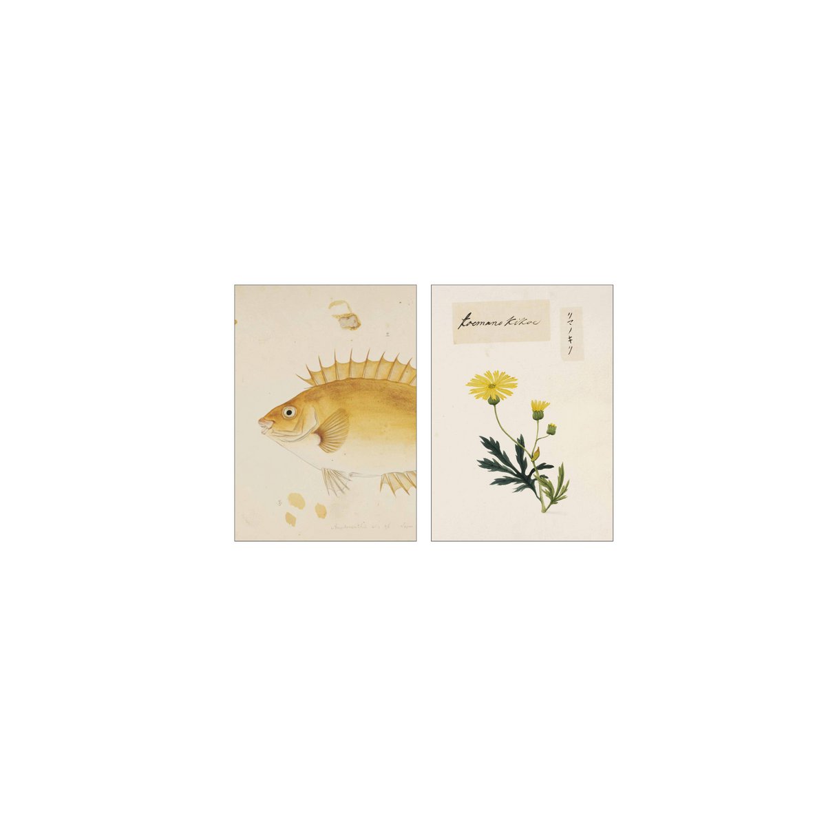 Postcard collage uit de Naturalis-collectie - Julia
