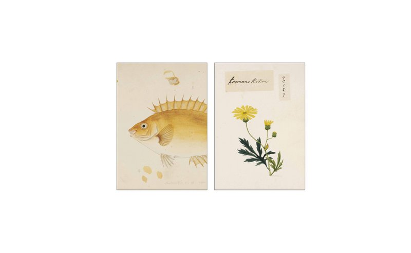 Postcard collage uit de Naturalis-collectie - Julia