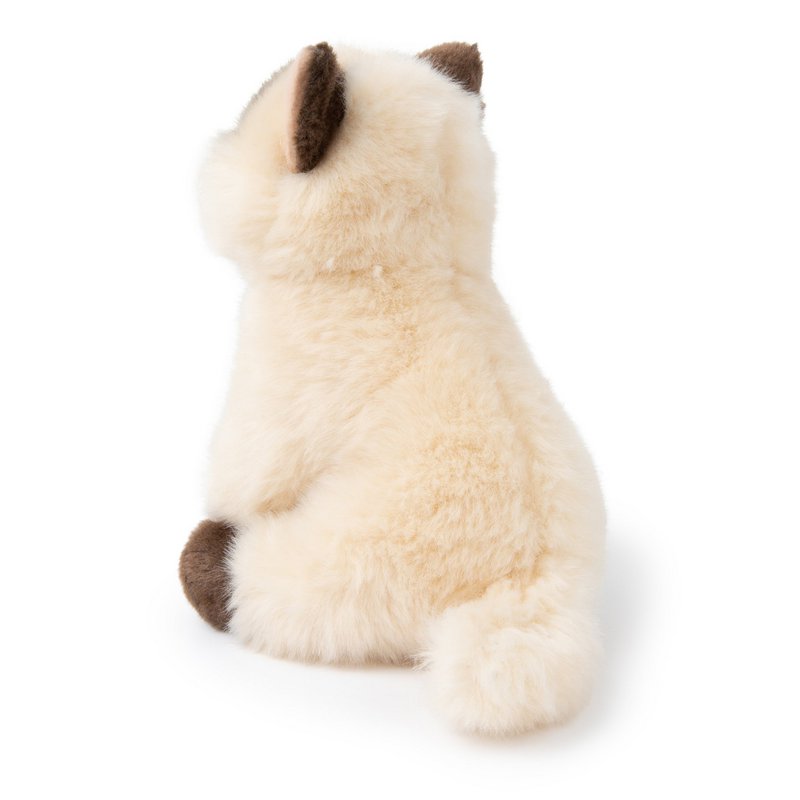 BTC - Eddie the Siamese in gift box - 17 cm -