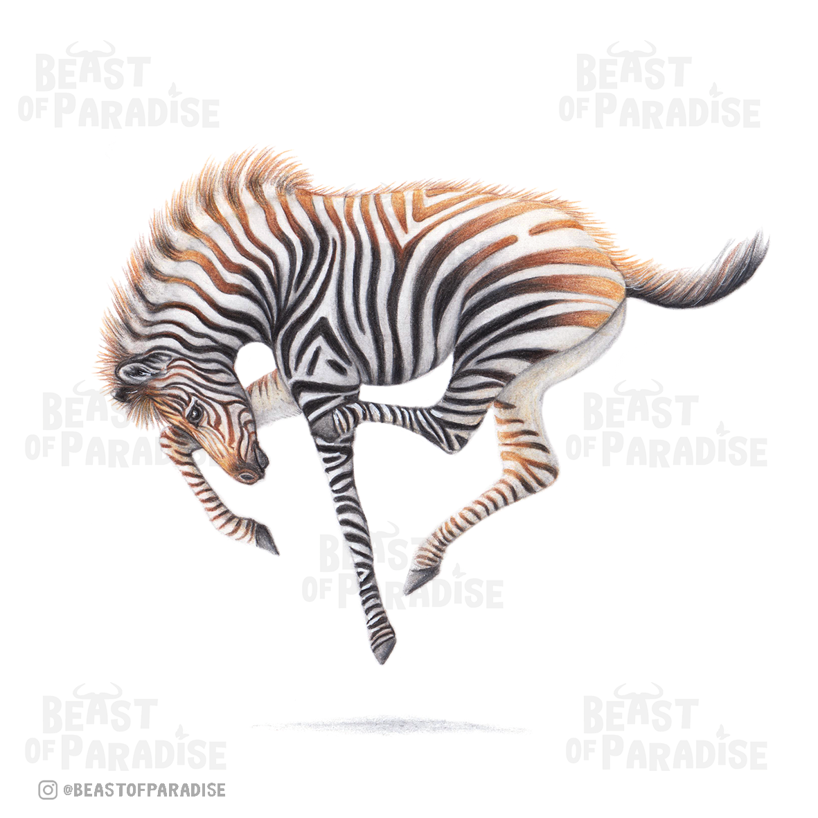 Zebra Foal - Greeting Card, 13 x 13 cm, Wildlife, Cards