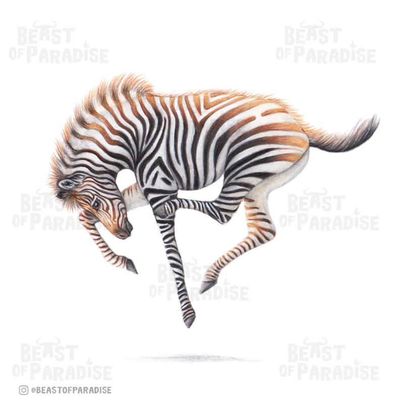 Puledro zebra - Biglietto d'auguri, 13 x 13 cm, fauna selvatica, cartoline
