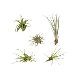  A set of 5 air plants, each approximately 6cm in diameter and 6cm tall, featuring a mix of different tillandsia varieties with green foliage.