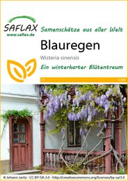 Blauregen, a wisteria vine with beautiful purple flowers that bloom in clusters, creating a stunning display on trellises or arbors.