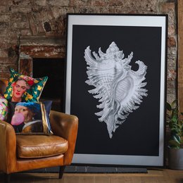 Stor Conch Sea Shell sort og hvid antik print