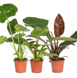 Tropical Mix Basic p14