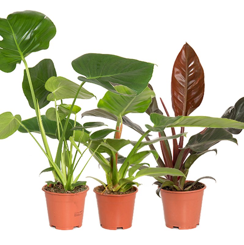 Tropical Mix Basic p14