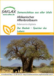 Árbol de pan de mono africano