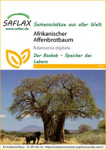 Afrikaanse apenbroodboom