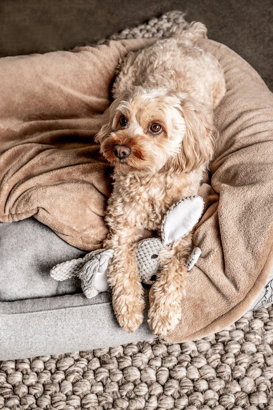 Juguete para perros Conejo Theo