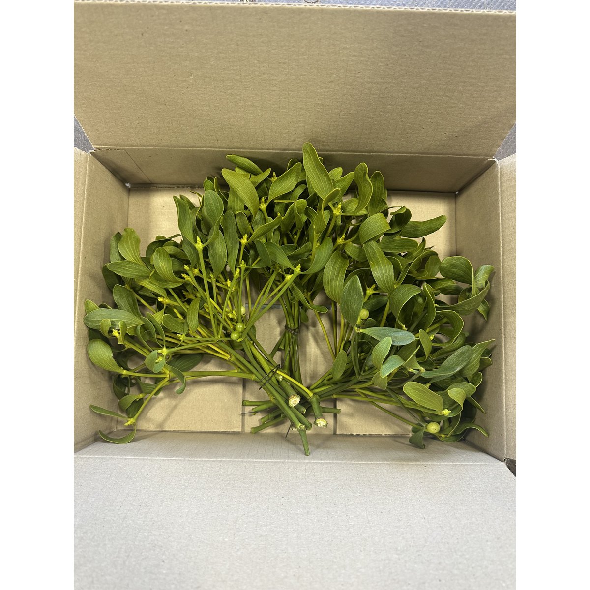 Scatola natalizia Vischio – Naturale (8 confezioni (25x35x8 cm) da 3 mazzi)