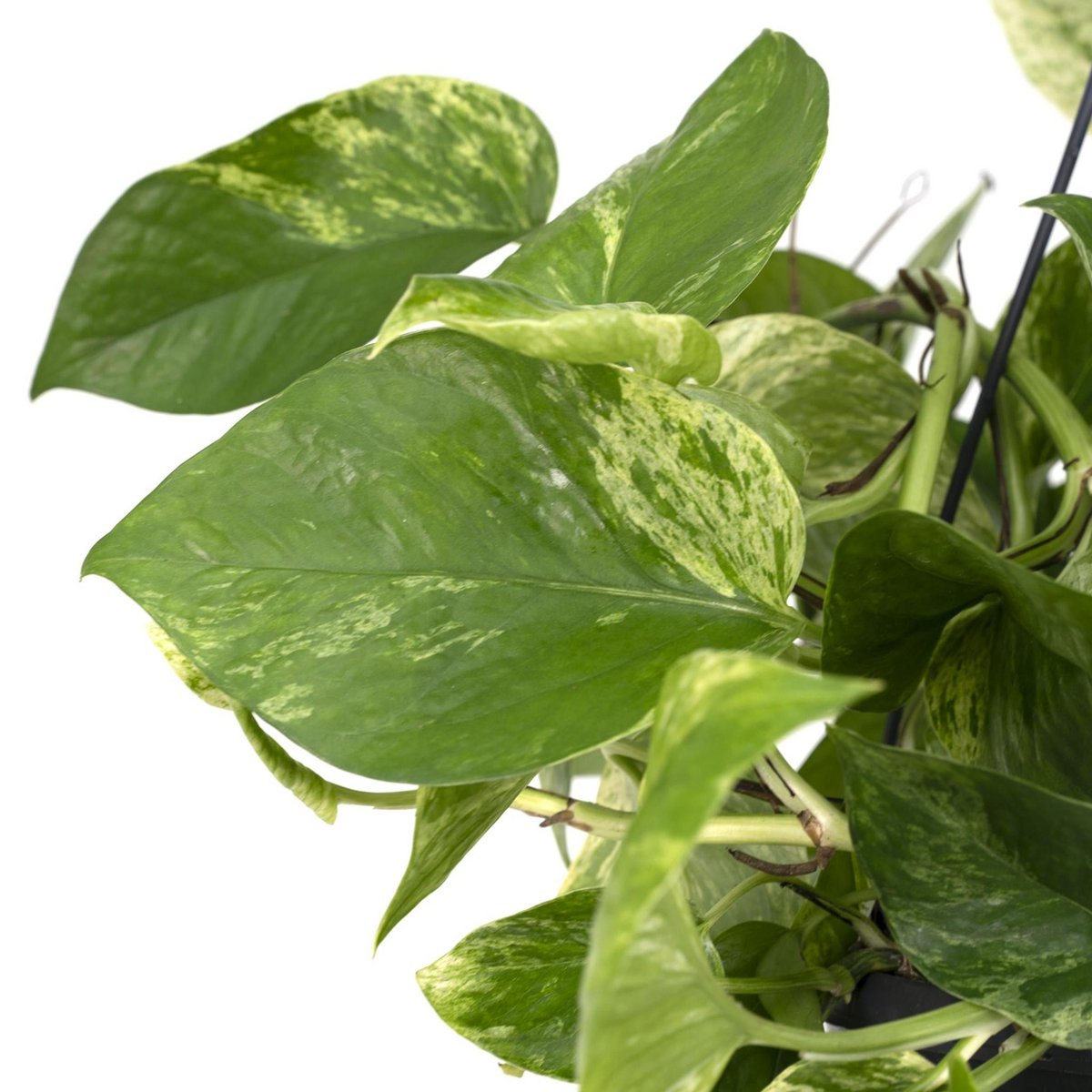 Epipremnum Marble Queen - Scindapsus - Ø15cm - ↕25cm