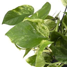 Epipremnum Marble Queen - Scindapsus - Ø15cm - ↕25cm
