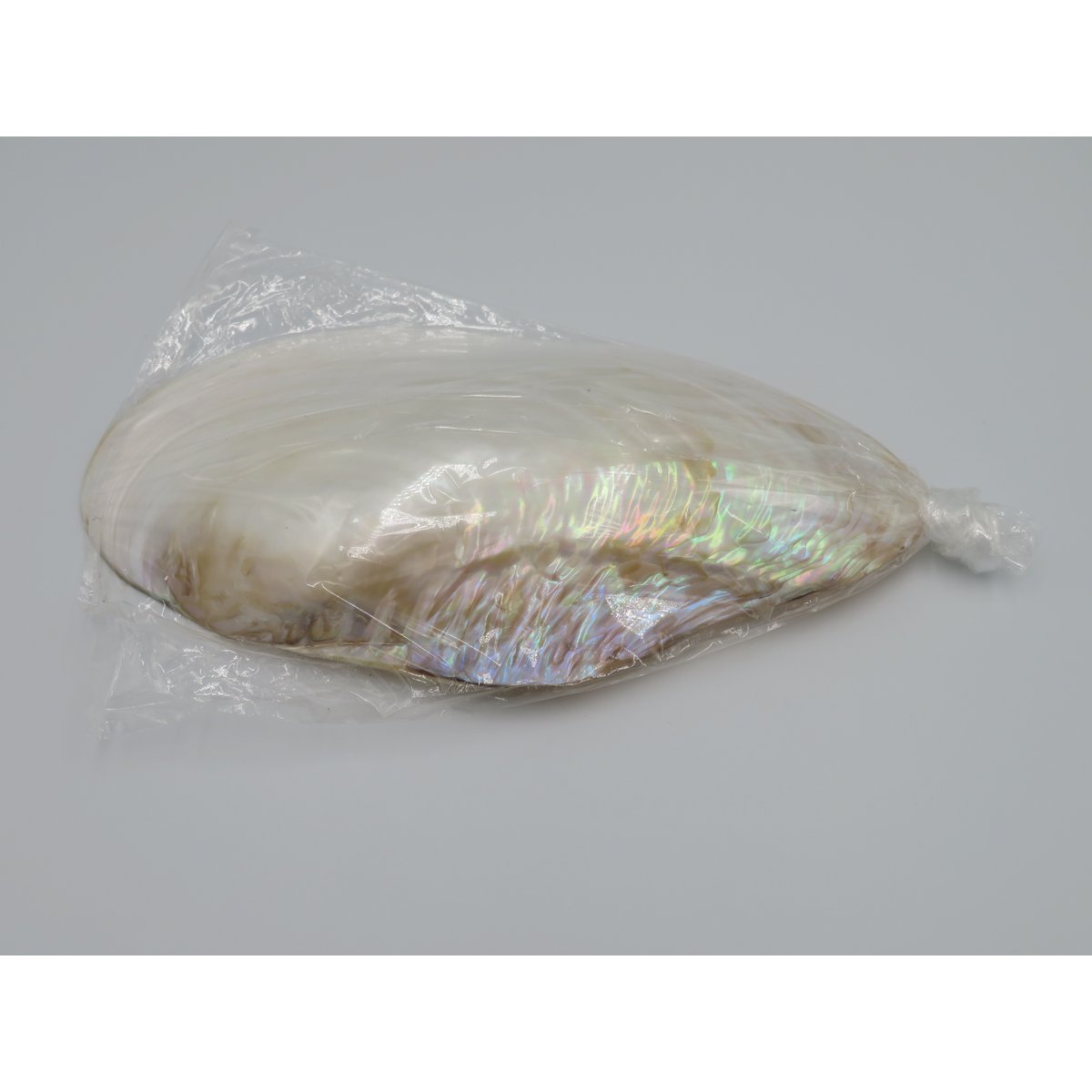 Mother-of-pearl shell - Kupang 20-22 cm
