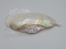 Mother-of-pearl shell - Kupang 20-22 cm