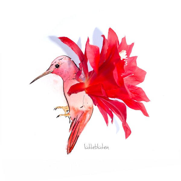 Kaktus-Kolibri