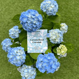 Karamellisierte Kokosschokolade 51 %