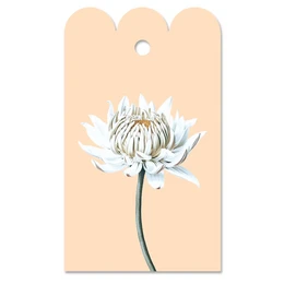 Gift day dahlie (flower)