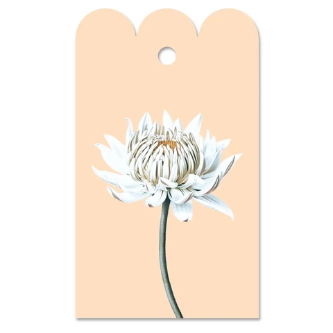 Gift day dahlie (flower)