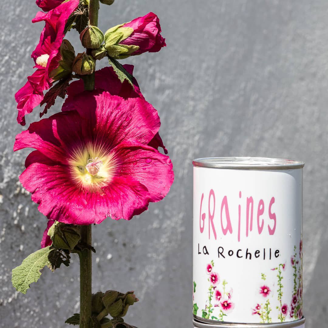 Hollyhock seeds - white range