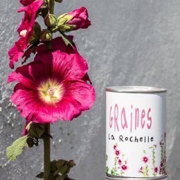 Hollyhock seeds - white range