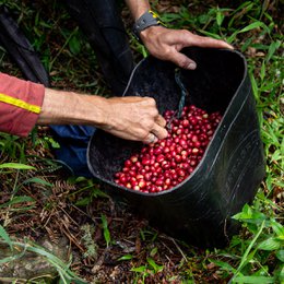 Coffee Del Bosque Washed fermented
