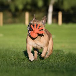 Octo Inktvis - cultspeelgoed voor honden