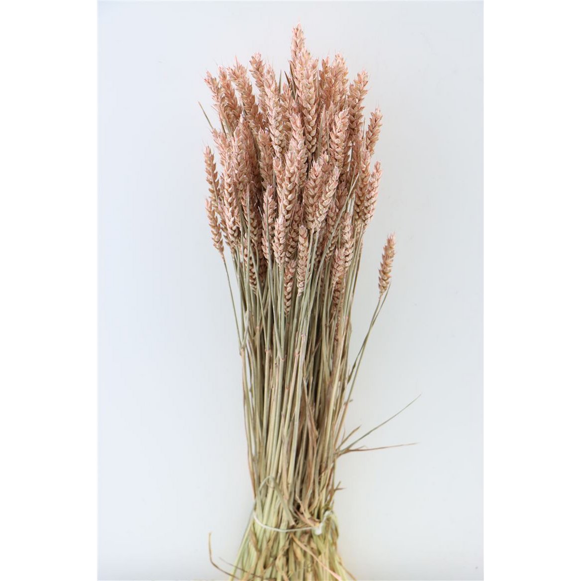 Triticum Roze