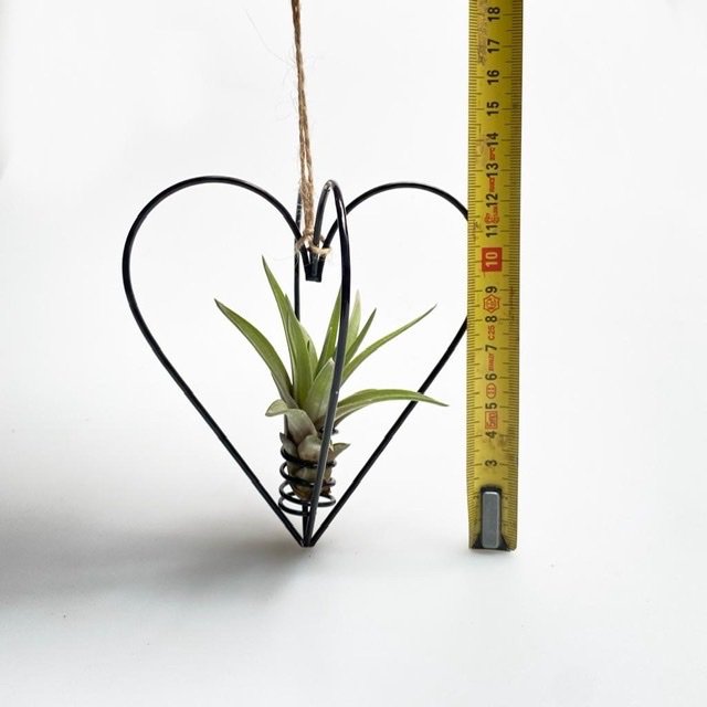 Metal heart black + airplant