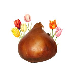 Tulpenbollen Los