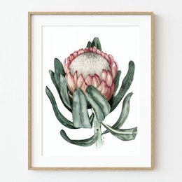 Prothea Flower Art Print