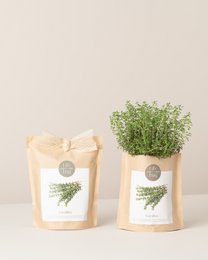 Coltivare timo di sacchetti