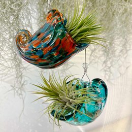 Nautilus vase (med Tillandsia Plant)